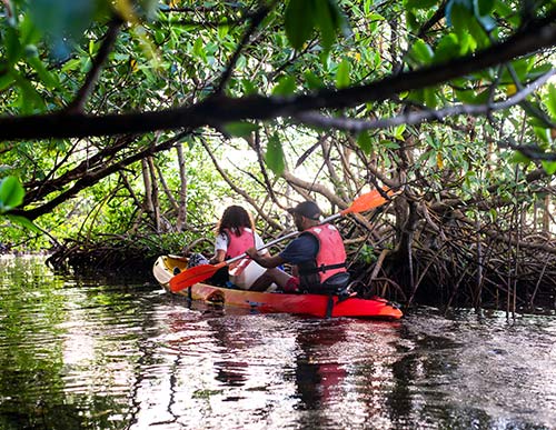 Yalodé Kayak en mangrove